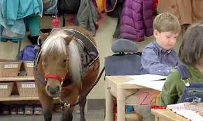 A fully saddled miniture horse standing next to desk in a kindergarten classroom