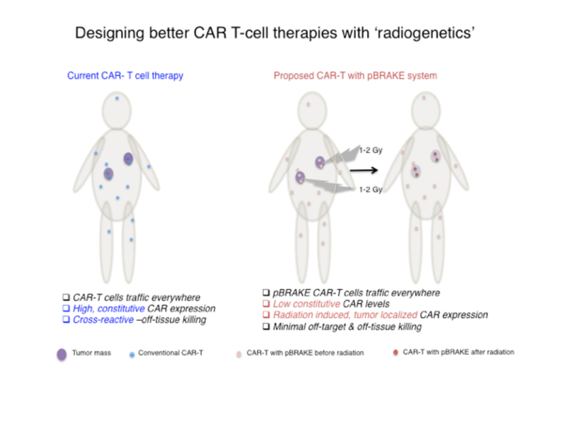 Illustration: Designing better CAR T-cell therapies with 'radiogenetics.'