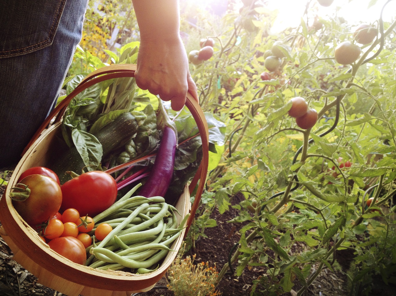 walking through a garden with a basket filled with fresh vegetables