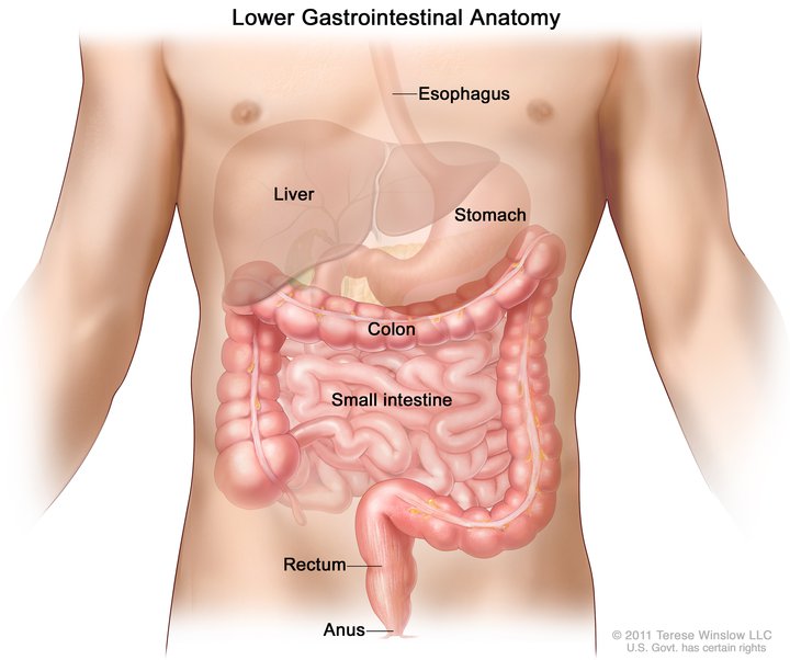 The drawing shows the anatomy of the gastrointestinal (digestive) system.  In includes the esophagus, liver, stomach, colon, small intestine, rectum and anus.