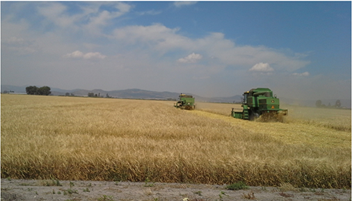 Field being cut by two large green combines in Southern Oregon