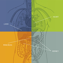 Picture of Heart, Kidney, Liver and Pancreas