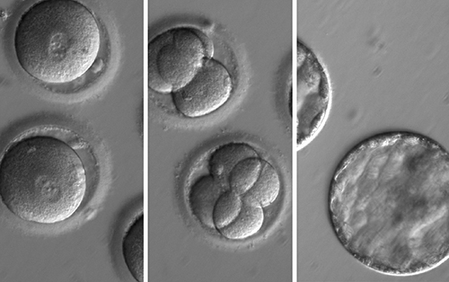 Embryonic gene cell trio