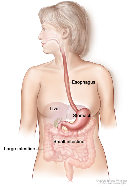 Medical illustration of the upper digestive system, including esophagus, stomach, liver, small intestine, and large intestine