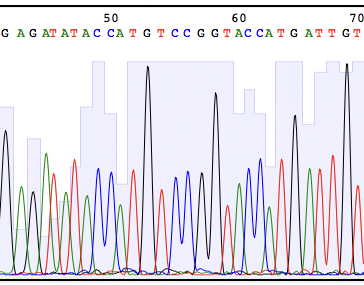 DNA sequencing results viewed using ApE software