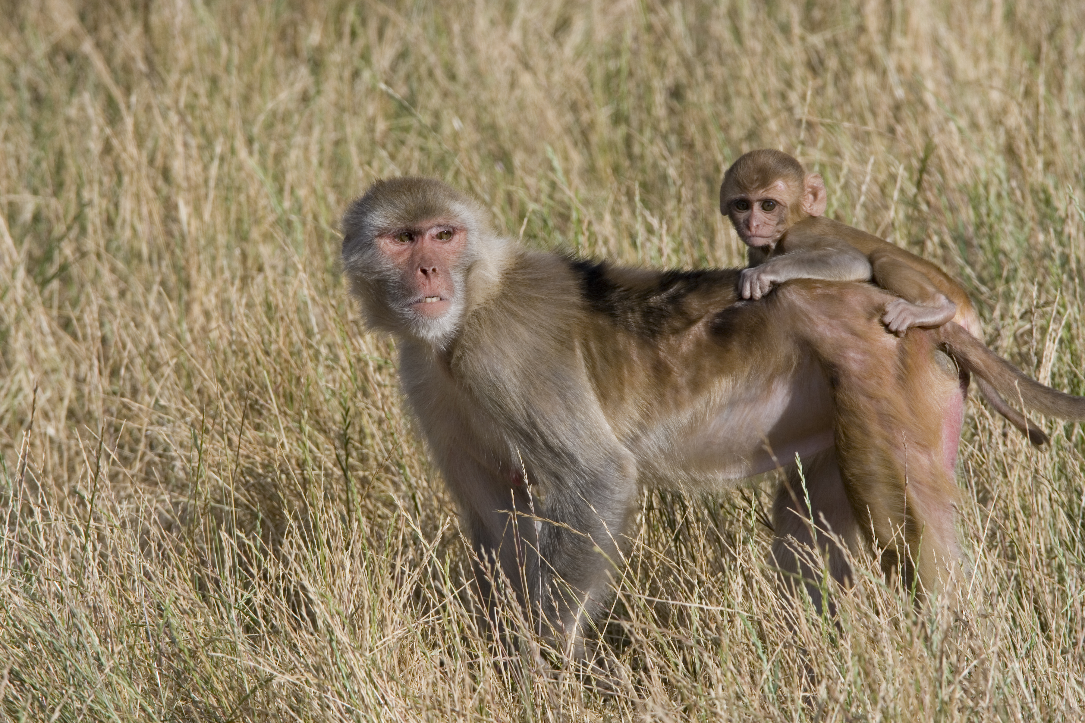 Rhesus mom in grass with infant on back