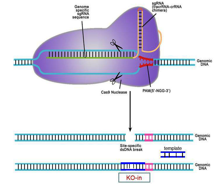 Overview of targeted genome editing with RNA-guided Cas9