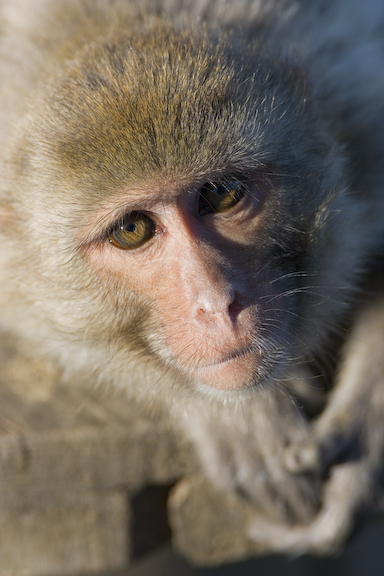 Rhesus Macaque looking at the camera
