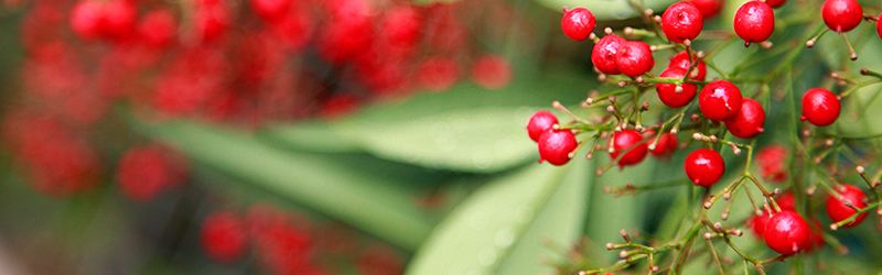 A close up image of a plant with red berries