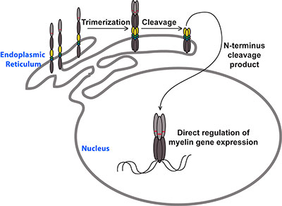 The MYRF transcription factor is initially produced as a  transmembrane protein, self-cleaving to generate a trimeric transcription factor (graphic)