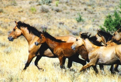 Wild horses will inspire you to donate