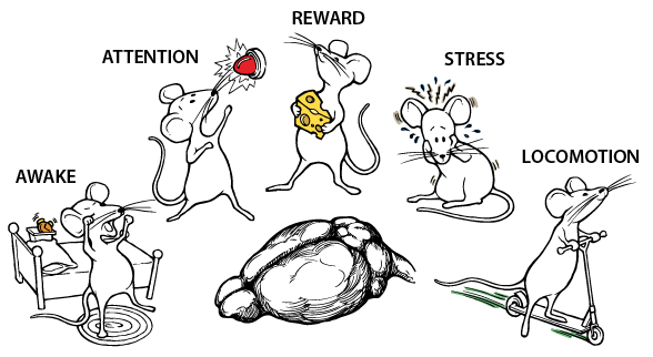 Opening graphic from the "A highly sensitive A-kinase activity reporter for imaging neuromodulatory events in awake mice" video abstract in Neuron
