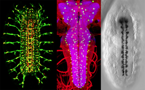 Triptych of larval glial cells at different stages of development