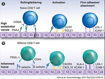 Figure one: Illustration comparing T cell trafficking through vascular endothelium in three stages: rolling/tehtering, activation and firm adhesion/attachment. 