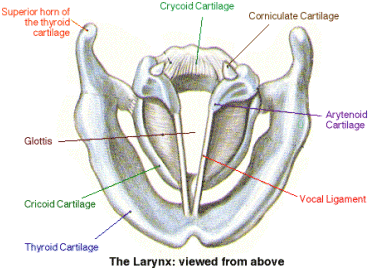 Superior View of the Larynx