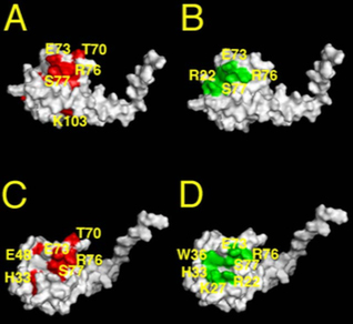 Figure shows four images, labeled A, B, C and D. A and C show show red markers (RNA). B and D show green markers (membrane phospholipids).