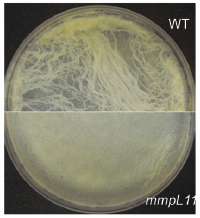 Figure one: Split image displaying the visual biofilm phenotype of wild-type (top half of image) and mmpL11 mutant (bottom half of image) M. bovis BCG strains.