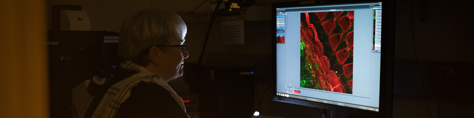 Stefanie Kaech Petrie, Ph.D., director of the Advanced Light Microscopy Core at the Jungers Center for Neuroscience Research looking at a magnified image of sensory cells for sound and balance in the inner ear.
