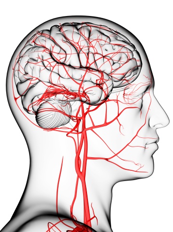 Diagram of a silhouette showing blood flow through the brain