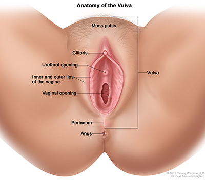 Diagram of the anatomy of the vulva