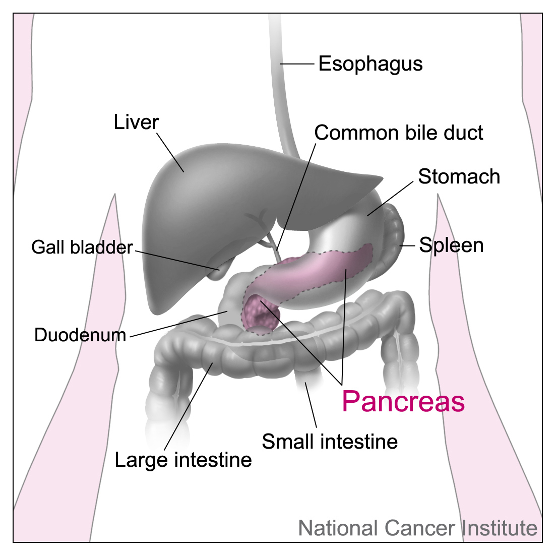 anatomy of the pancreas and surrounding organs - diagram used to illustrate diagnosing pancreatic cancer with endoscopic ultrasound (EUS)