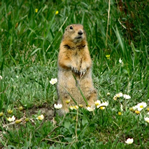 A squirrel stands on it's hind legs in the grass