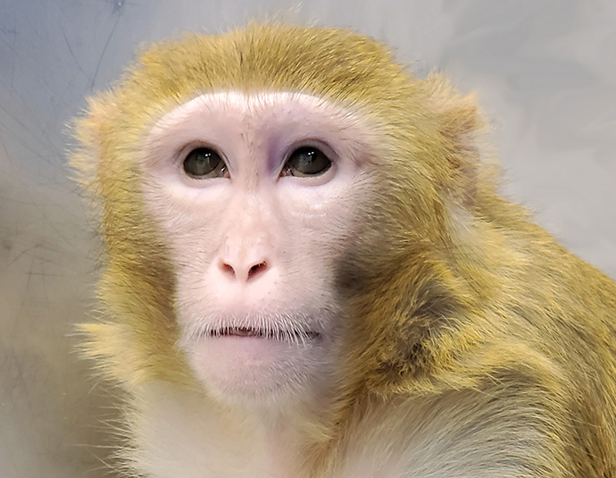 A rhesus macaque monkey has a rare genetic disease that could help researchers develop new treatments for Bardet-Biedel syndrome..