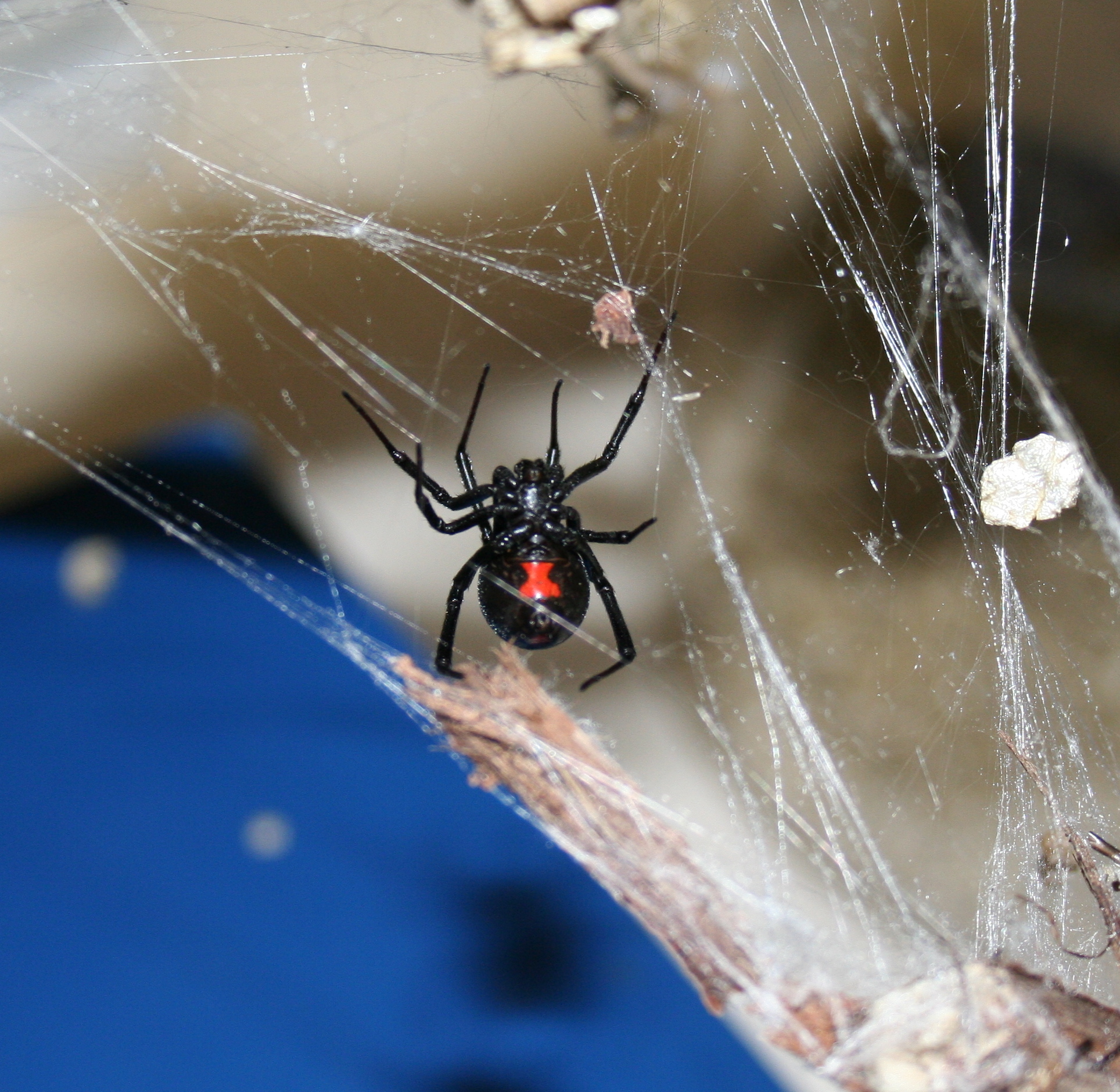 Black widow spider hanging from spider web