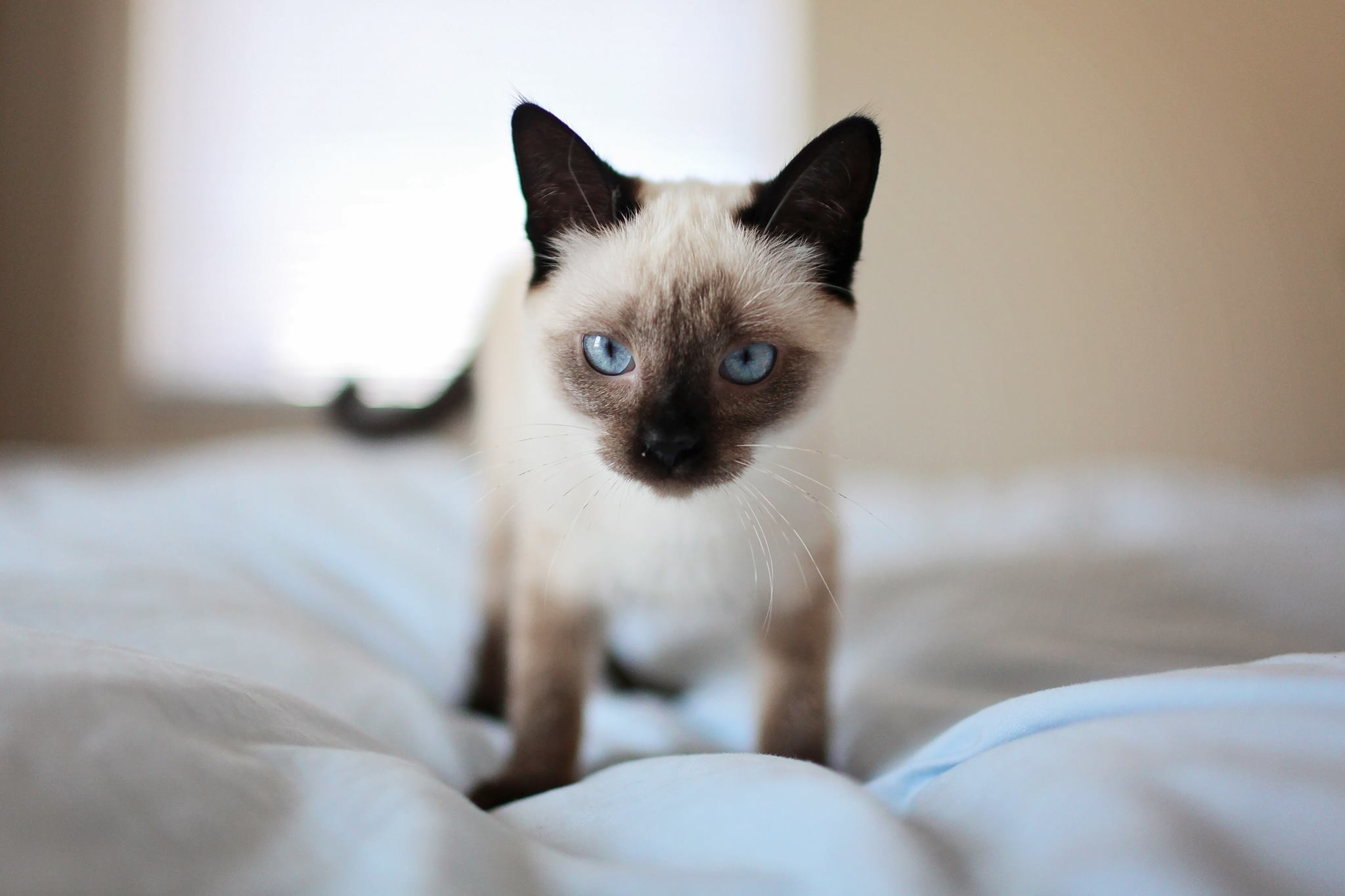 siamese cat on a bed
