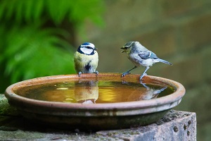 Two birds "speaking" in a bird bath.