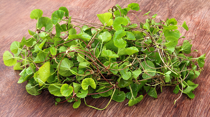 The leaves and roots of the centella asiatica plant, arranged on a wooden bench