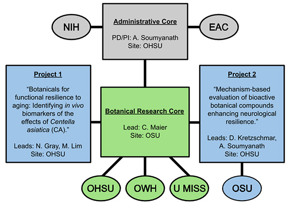 The Administrative Core works with the NIH and EAC. Based at Oregon State University, the Research Core includes members from OHSU, Oregon’s Wild Harvest and U Miss. It is responsible for Projects 1 and 2, with OSU being involved with Project 2.