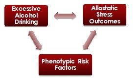 Graph indicating the correlating behavioral models focused on by INIAstress: Excessive Alcohol Drinking and Allostatic Stress Outcomes and Phenotypic Risk Factors