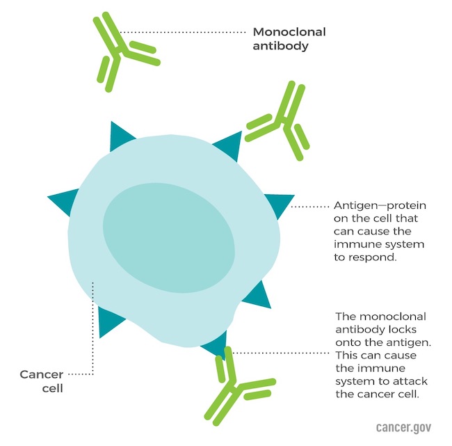 Monoclonal antibodies are synthetic proteins that bind to targets, such as a protein, on the surface of a cancer cell