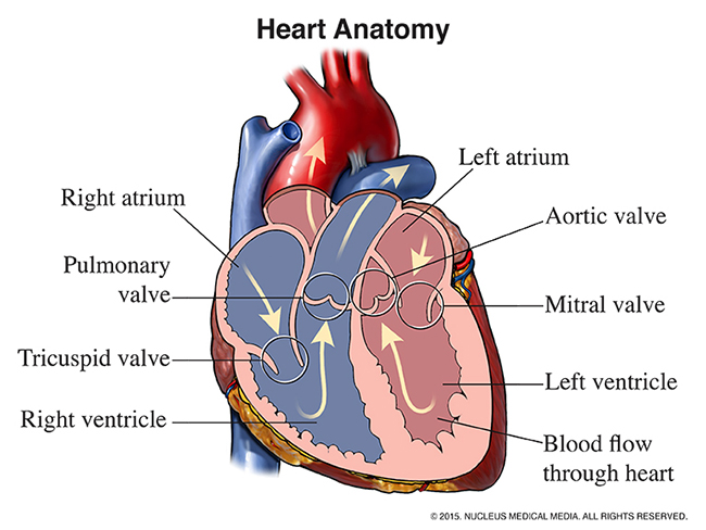 A diagram illustrating a cross-section of the human heart's anatomy.