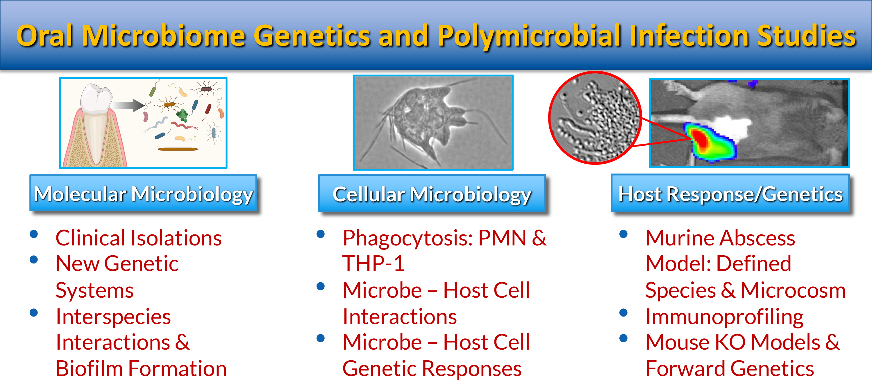 Merritt Lab graphic showing Oral Microbiome Genetics and Polymicrobial Infection Studies