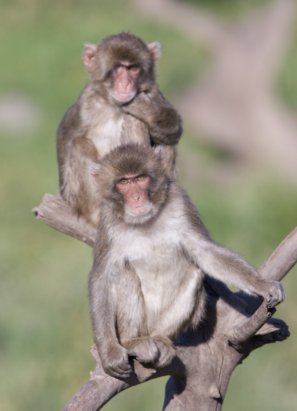 Two Japanese Macaques sit on a tree.
