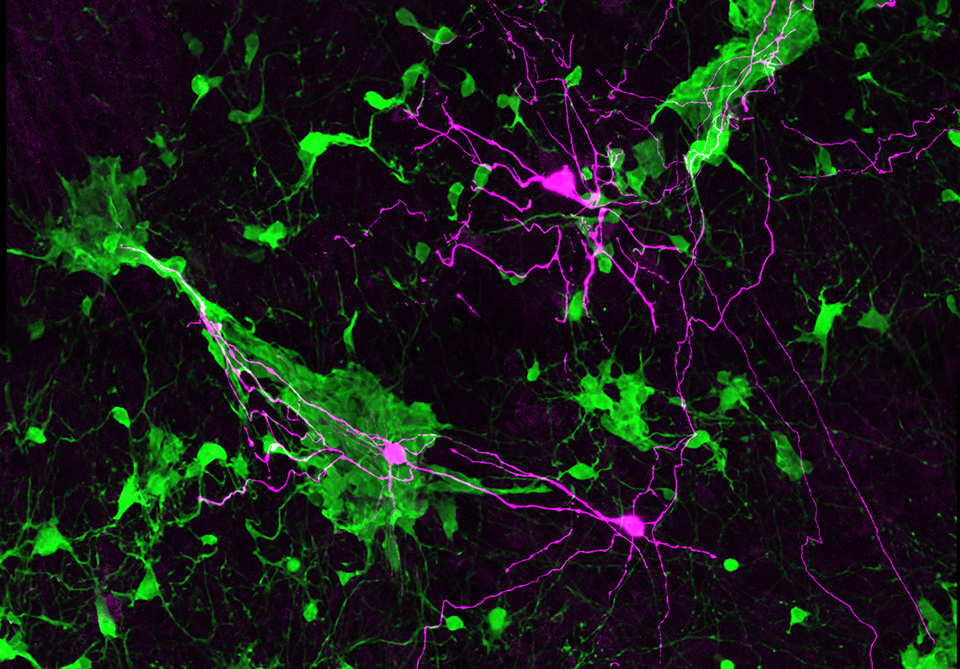 Black background with green and purple clusters representing different cells.