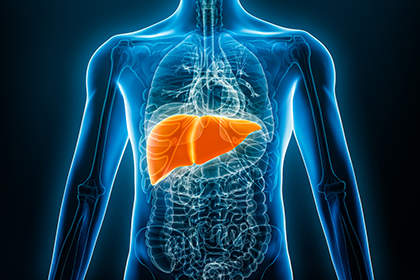Illustration showing the human liver in the body.