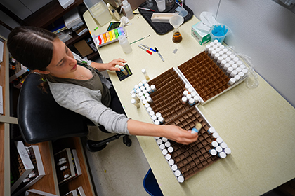 Researcher sorting fruit flies for a study.