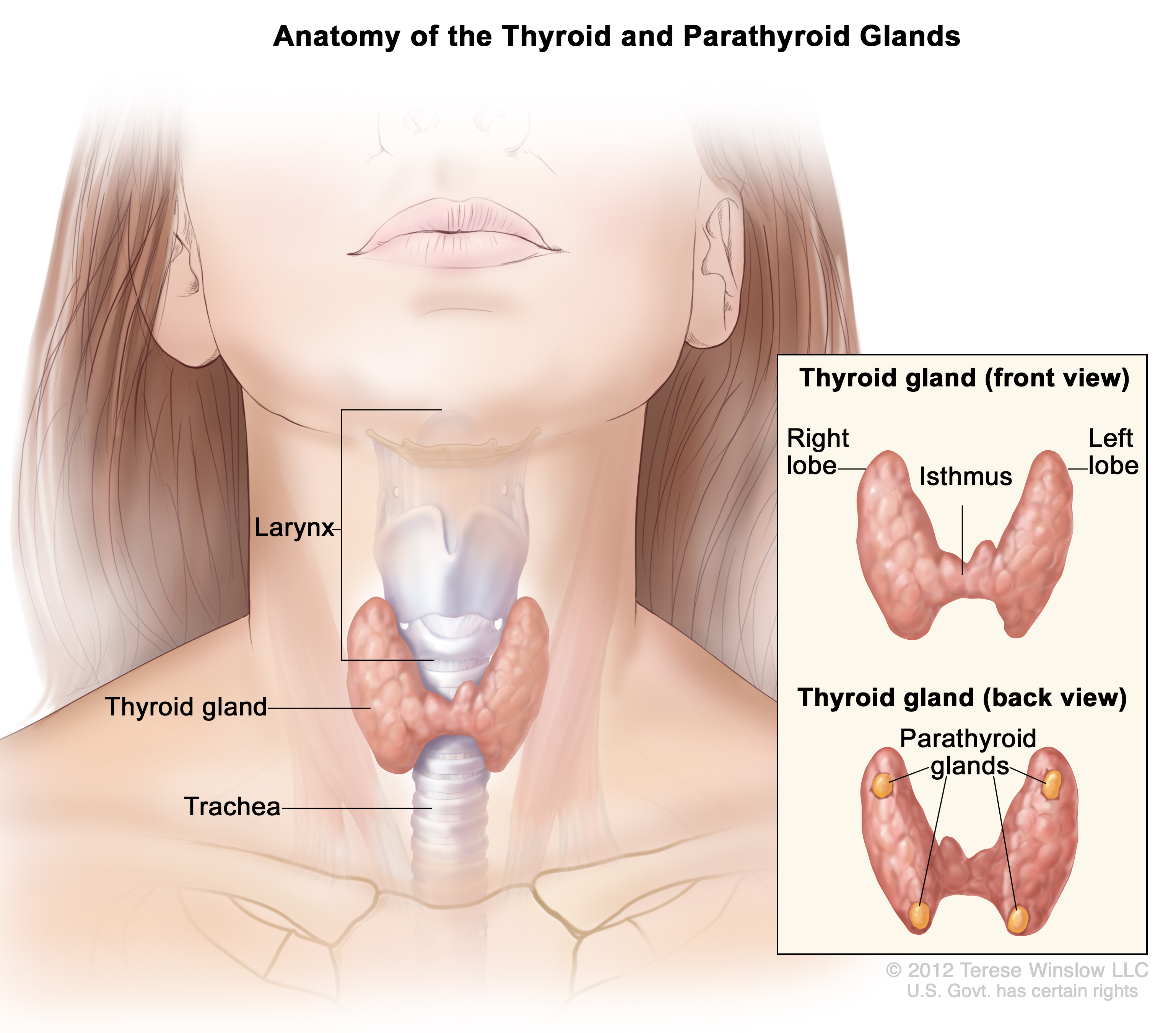 Diagram of the anatomy of thyroid and parathyroid glands