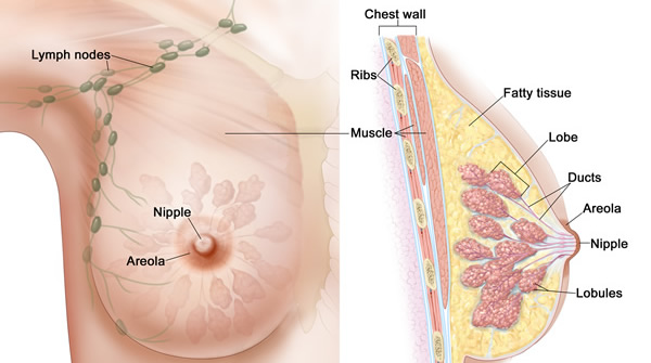 Medical illustration of female breast anatomy