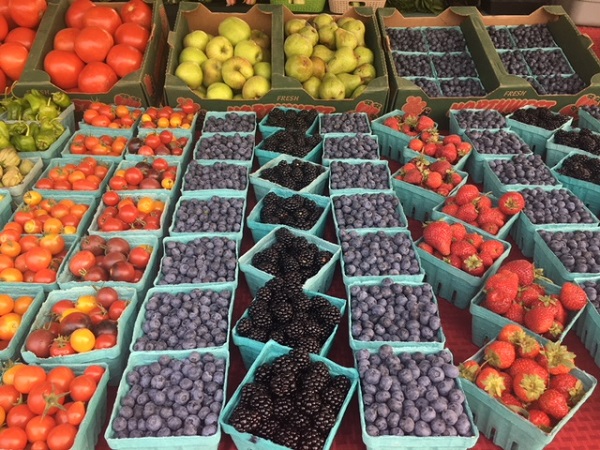rows of blueberries, strawberries and tomoatoes