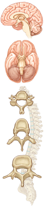 Image of Brain, Spine, and Vertebrae