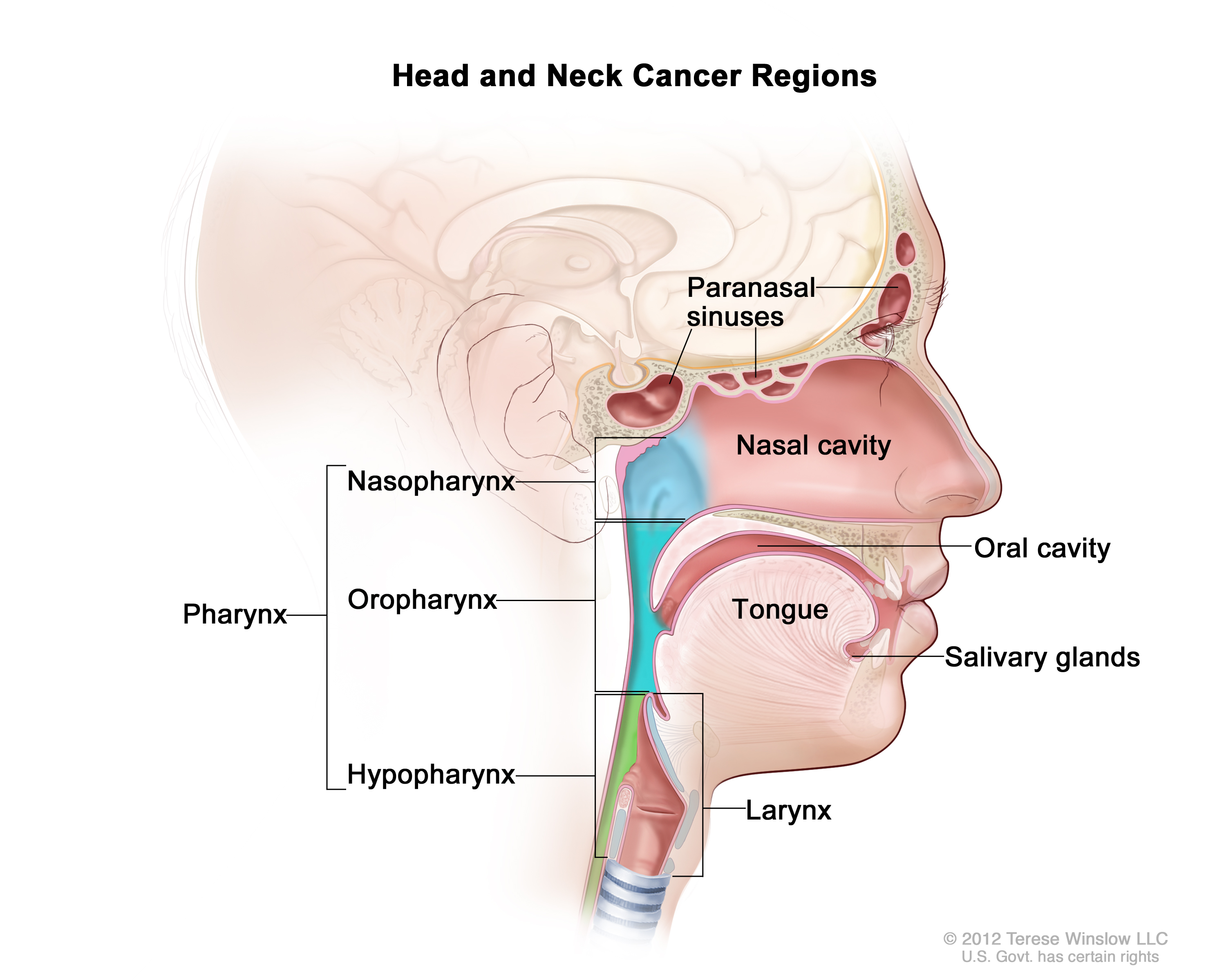 Illustration of head and neck cancer regions.