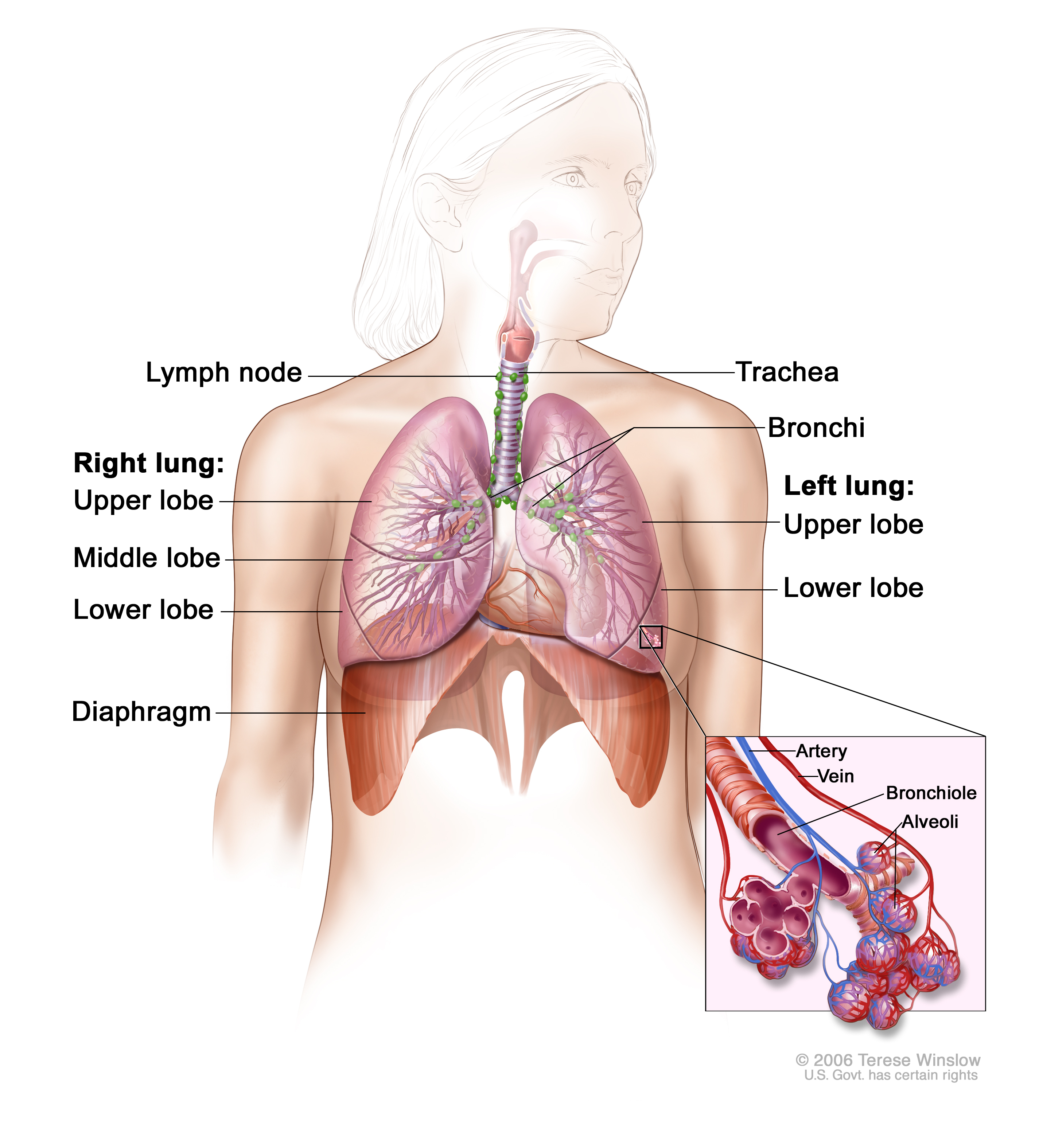 A diagram of women's lungs and the surrounding organs.