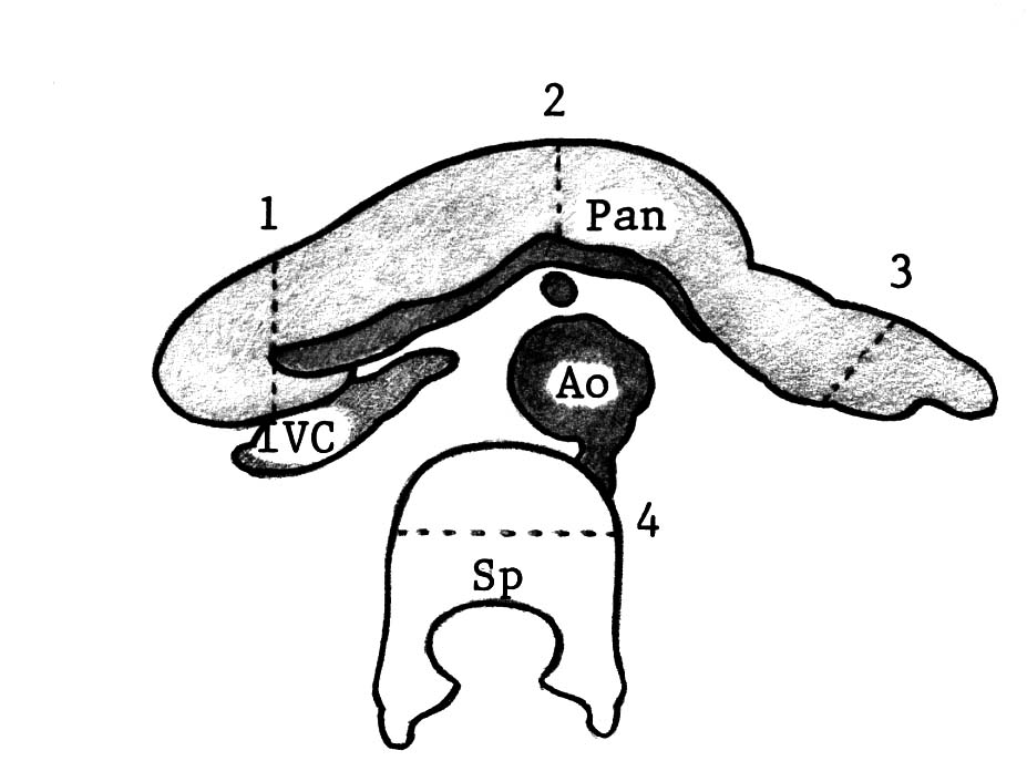 DRAD Pediatric Normal Measurements Pancreas drawing