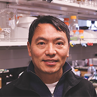 Chao-Ling Yang, MD Research Associate Professor & MPI in the Ellison Lab