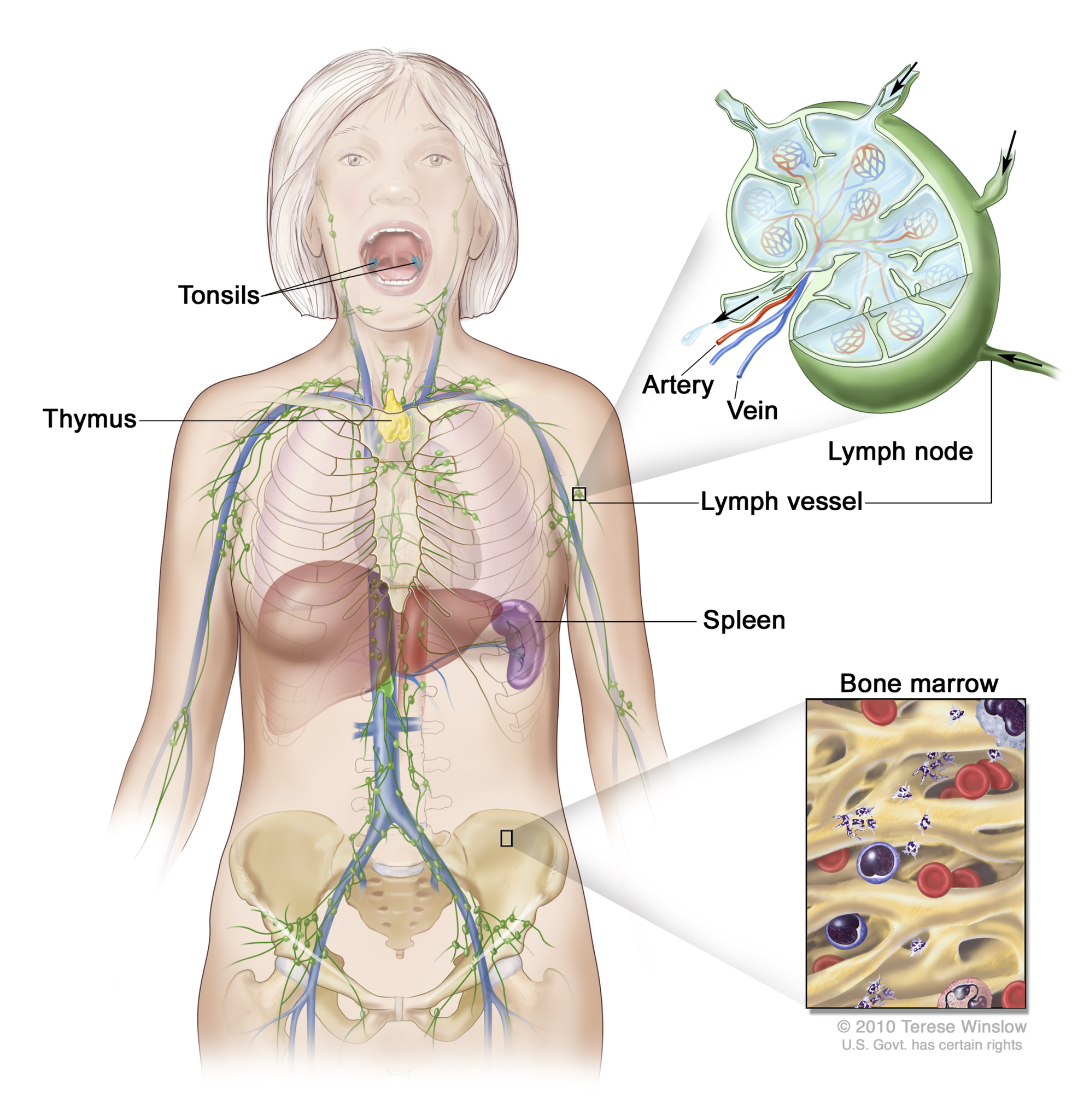 The Lymph system