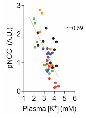 This graph shows the effects of potassium on NaCl transporter abundance (Terker et al.)